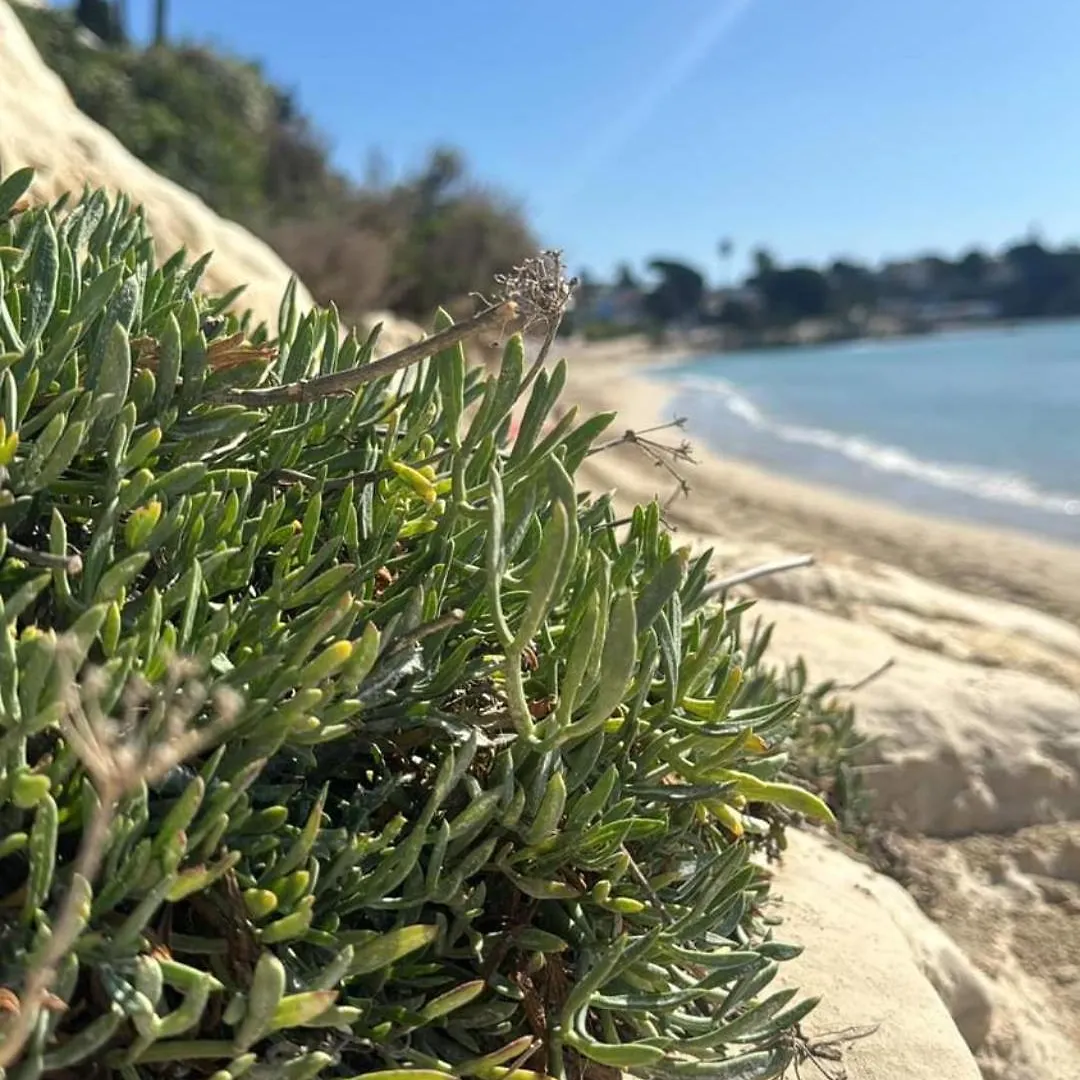 Villa Mykonos Fontane Bianche
